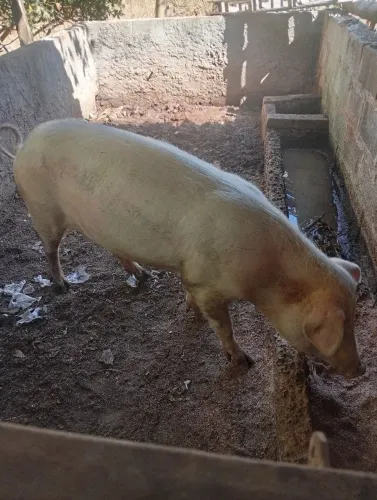 Vende-se uma porca 
