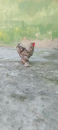 Galo Brahma barrado