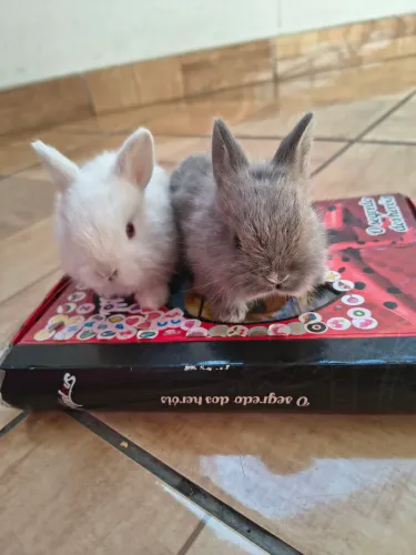 Filhote de coelhos