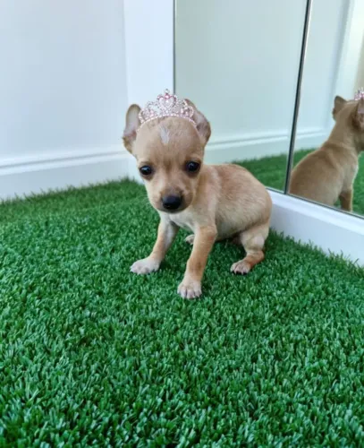 Pinscher Zero Encantadora e Cheia de Energia