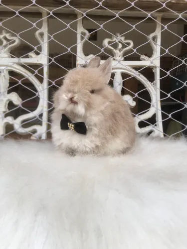 Coelho anão netherland dwarf linhagem importada macho - o menor coelho do mundo