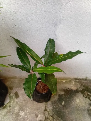 Mudas de crotom vermelho com verde