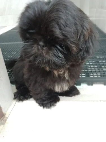 Shih tzu pedigree CBKC-FCI opcional.
