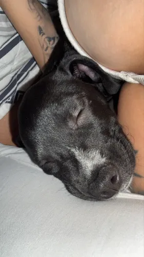 Adoção de cachorro