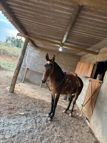 Mula de patrão