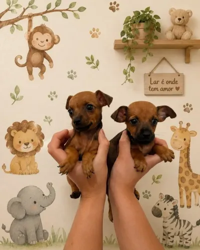 Vendo lindos Cães: Pinscher Miniatura