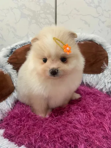 Lulu da pomerania anã fêmea legítima 