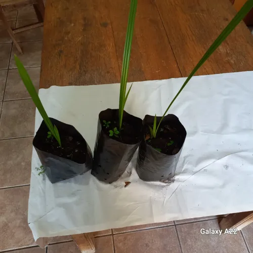 MUDAS DE TÂMARAS.