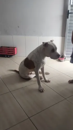Doa esse lindo Pit Bull
