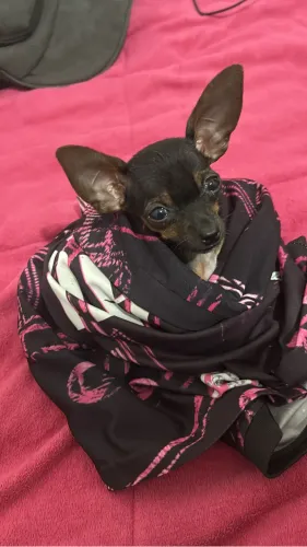 VENDO CASAL DE PINSCHER 1