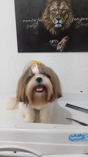 Shihtzu Fêmea 