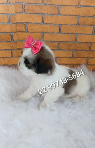 Shih-Tzu Femea