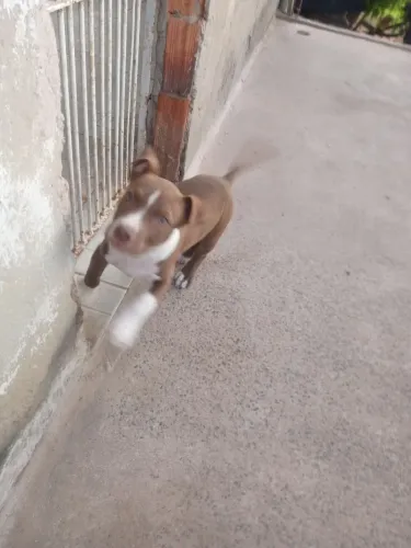 Filhotes de Pit Bull
