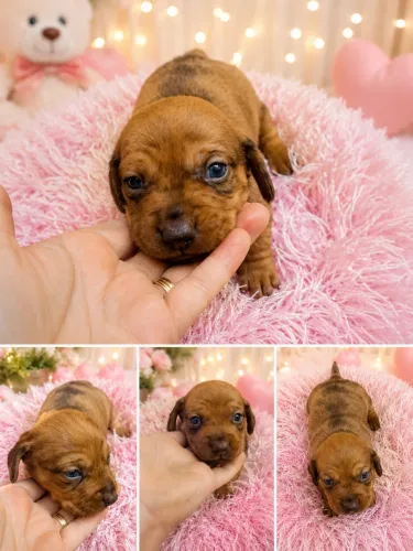 Filhotes de Dachshund ( Salsichinha) mini 