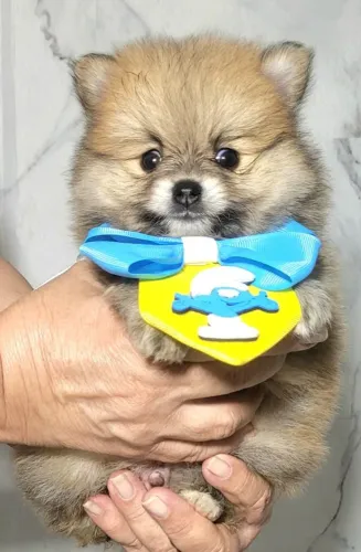 Filhote Macho de Spitz Alemã com Pedigree. Lulu da Pomerânia..