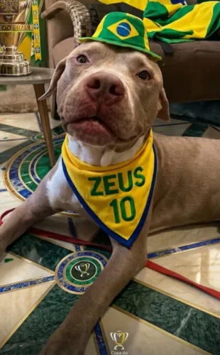 Pitbull dócil, brincalhão e amoroso demais