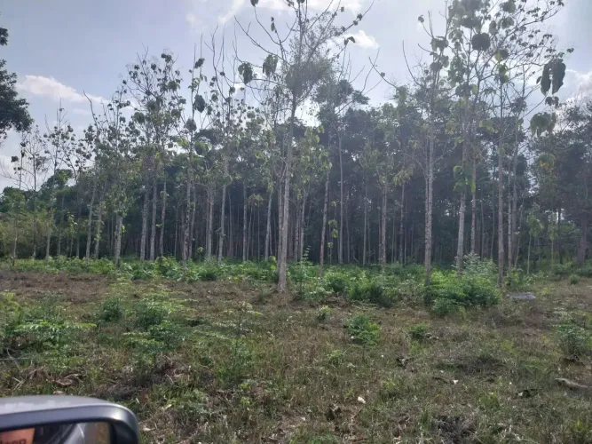 VENDO FAZENDA IGARAPÉ AÇÚ , 75HA , antiga PIAVE .