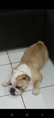 Inglês