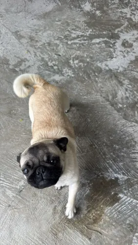 Disponível pra venda