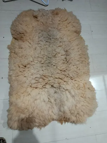 Pelego ovelha
