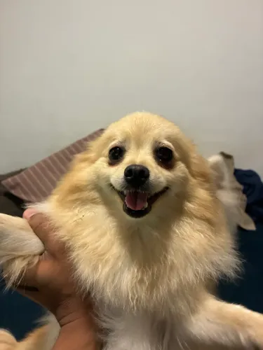 Lulu Da Pomerania