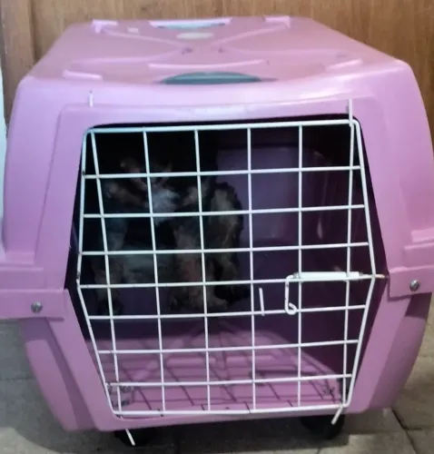 Caixa de Transporte para Cachorro.