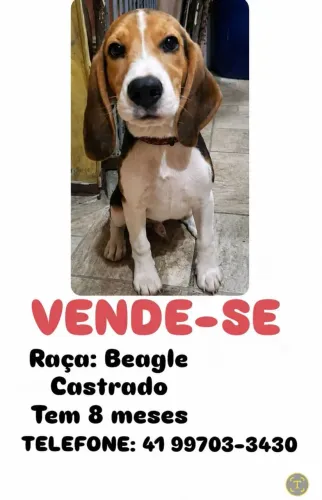 Cachorro beagle 