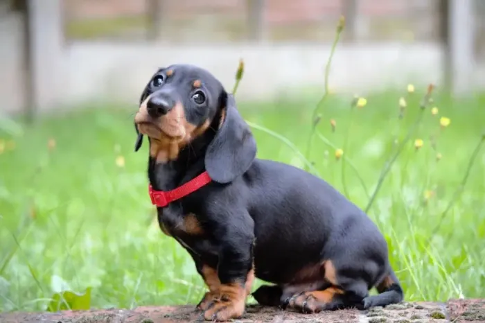 Basset Teckel
