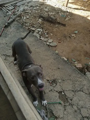Doação de Pit Bull adulto