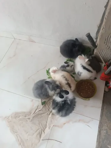 Coelhos mini laion