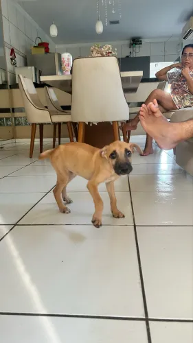 Cachorrinho filhote