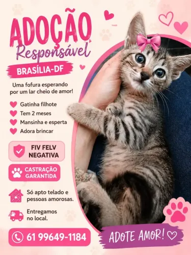 Gatinha para adoção 