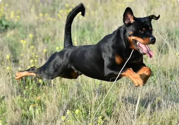 Filhote Rottweiler 6 meses