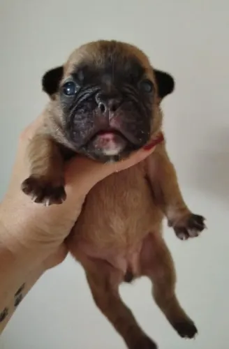 Buldog francês 