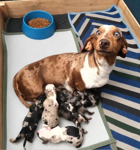 Basset Dachshund