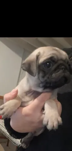 Filhote de pug pedigree cbkc