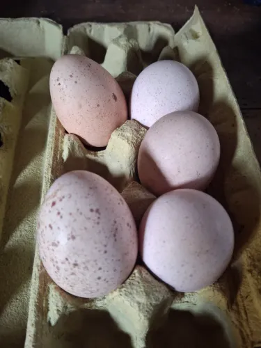 Ovos de perua galados