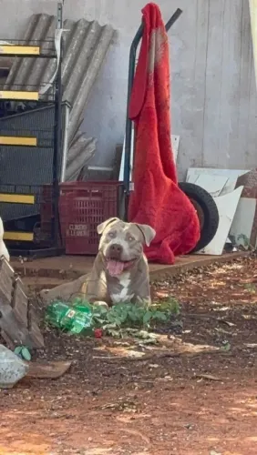 Pit Monsters
