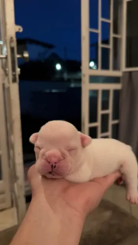 Buldogue francês 