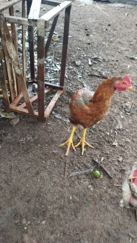 Frango caipira 