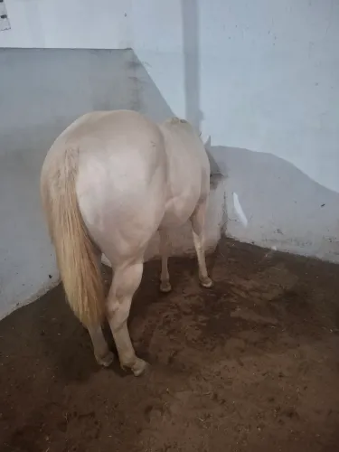 Potra cremelo com 1 ano e 10 meses