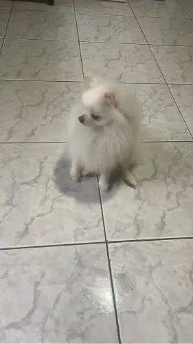 Spitz alemão filhote branco