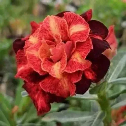 Rosa do deserto