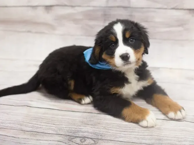 Bernese Mountain Filhote com Garantia em Contrato
