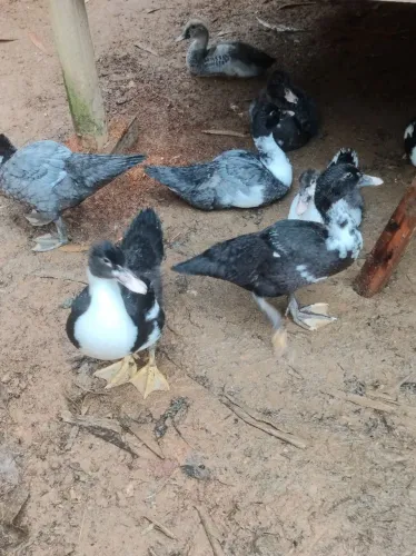 Patos