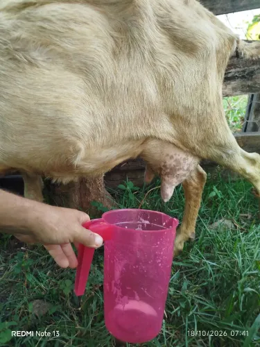 Cabras leiteiras
