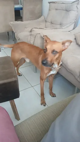 Cachorro dócil, bonito e amigavel