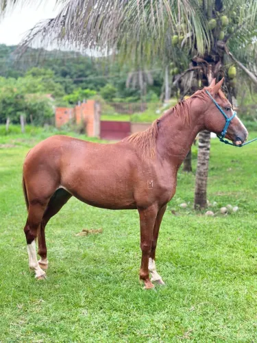 Égua 1/2 sangue quarto de milha/sem papel