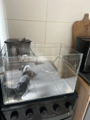 Vendo aguardo e utensílios