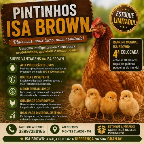 Pintinhos Isa brown 